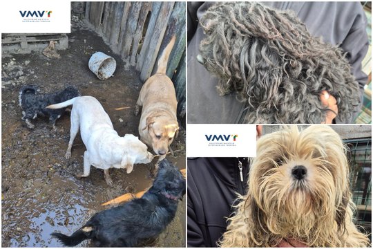 Varėnos r. konfiskuoti 57 siaubingomis sąlygomis laikyti šunys: veisėjai gresia įspūdinga bauda