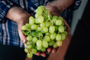 Vokietijos vynuogių augintojai griebiasi už galvų – surinko rekordiškai mažą derlių 