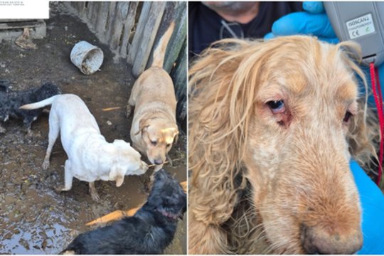 Pamatykite: Varėnos r. rasti 57 prastomis sąlygomis laikomi šunys, veisėja pabėgo