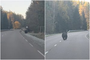 Kelyje Vilnius–Visaginas ant kelio vėl blaškėsi meška