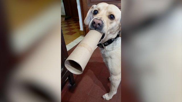 Vietoje garsiakalbio – neįprastas daiktas: pamatykite, ką panaudojo keturkojis