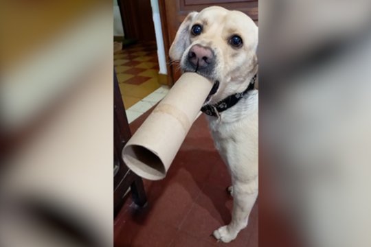 Vietoje garsiakalbio – neįprastas daiktas: pamatykite, ką panaudojo keturkojis