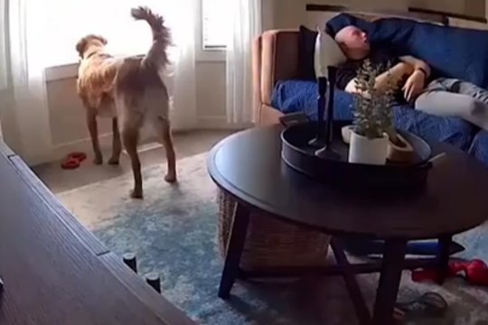 Ramus popietės poilsis baigėsi išgąsčiu: šuo nė nepagalvojęs įvarė šoką