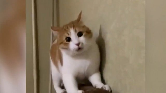 Jo antras vardas yra „Greitis“: nė nespėjus mirktelėti, atsidūrė kitame kambario gale