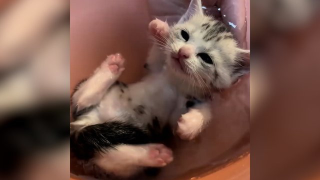 Pirmosios kačiuko maudynės praėjo itin sėkmingai: žavi reakcija suspaus širdį