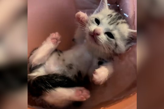 Pirmosios kačiuko maudynės praėjo itin sėkmingai: žavi reakcija suspaus širdį
