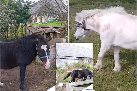 Dėl žiauraus elgesio iš laikytojų atimti penki arkliai: atskleidė, kas dabar bus