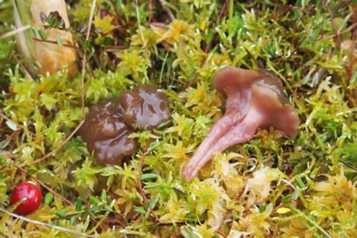 Žemaitijos nacionaliniame parke, Stirbaičių kaime, aptiktas grybas, kokio iki šiol Lietuvoje dar nebuvo rasta.<br>Žemaitijos nacionalinio parko nuotr.