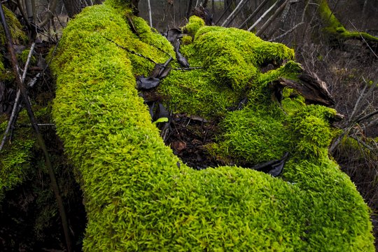 Daugelis jas palaiko kenkėjomis, tačiau iš tiesų tai – gyvieji rezervuarai: ekosistemai jos gyvybiškai svarbios