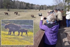 Dzūkijoje – pirmas toks atvejis visoje Europoje: gimė skirtingų lyčių stumbrai dvynukai