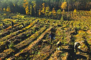 Medžiotojai ir miško savininkai susivienijo bendram tikslui: iniciatyvos metu apsaugota apie 600 tūkst. sodmenų