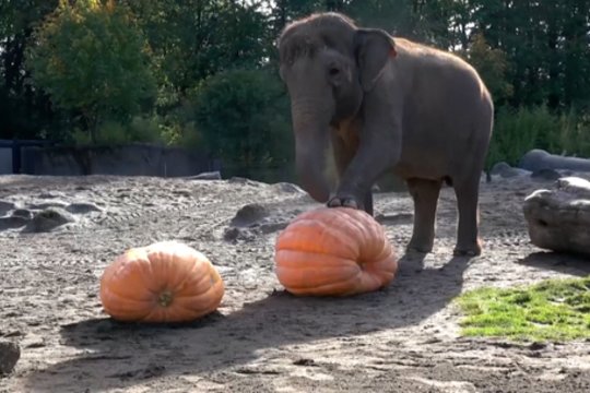 Šiurpiausia metų naktis virto smagia pramoga: drambliams moliūgų traiškymas tapo kasmetine tradicija