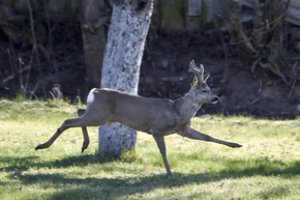 Priešais automobilį iššoko stirna: atskleidė, kaip elgtųsi vairuotojai