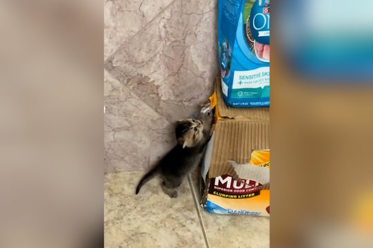 Pričiuptas nusikaltimo vietoje: apsimetęs nekaltu keturkojis gavo pamoką