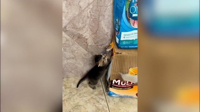 Pričiuptas nusikaltimo vietoje: apsimetęs nekaltu keturkojis gavo pamoką