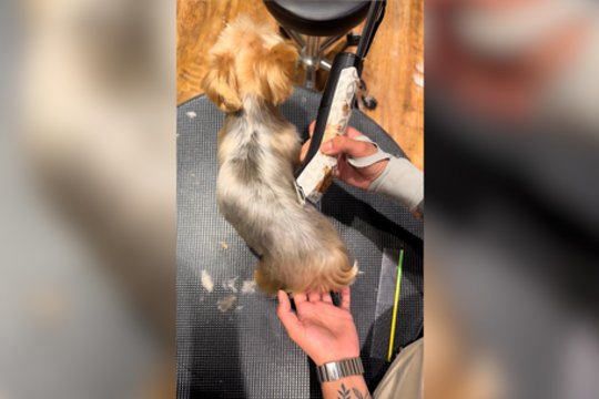 Kantrybės reikalaujantis apsikirpimas: keturkojis kaskart demonstruoja skirtingą pozą