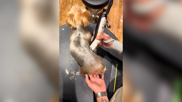 Kantrybės reikalaujantis apsikirpimas: keturkojis kaskart demonstruoja skirtingą pozą