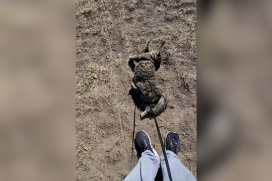 Toks katino pomėgis daugelį išvarytų iš proto: į namus grįžta pakeitęs spalvą