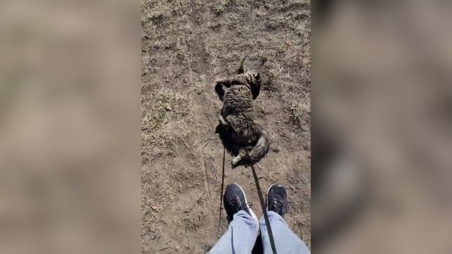 Toks katino pomėgis daugelį išvarytų iš proto: į namus grįžta pakeitęs spalvą