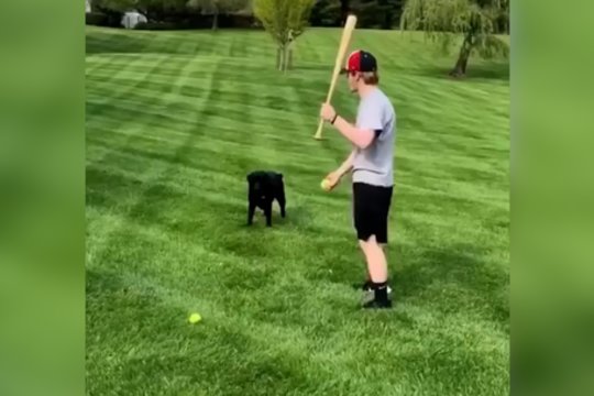 Kai žaisti nori, o lakstyti – ne: šuo rado būdą, kaip pergudrauti šeimininką 