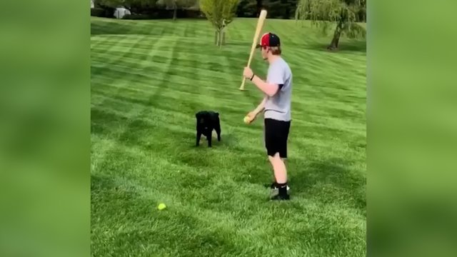 Kai žaisti nori, o lakstyti – ne: šuo rado būdą, kaip pergudrauti šeimininką 