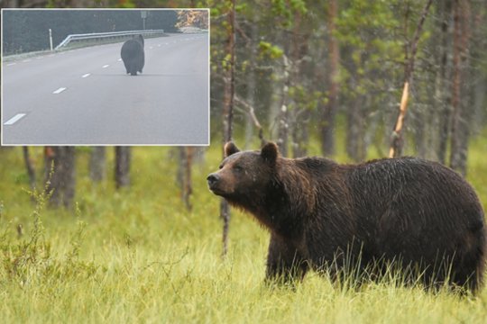 Vėl pastebėjus lokį – tarnybų priminimas: štai ką daryti sutikus