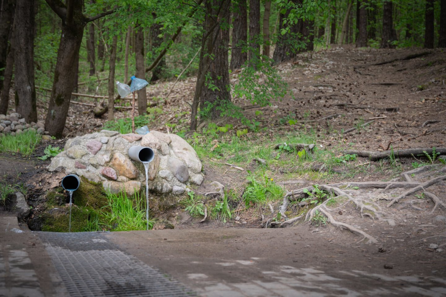 Dvarčionių šaltinis ypač populiarus. Prie jo kartais rikiuojasi vilniečių su vandens talpyklomis eilė.<br>A.Šarkūno nuotr.