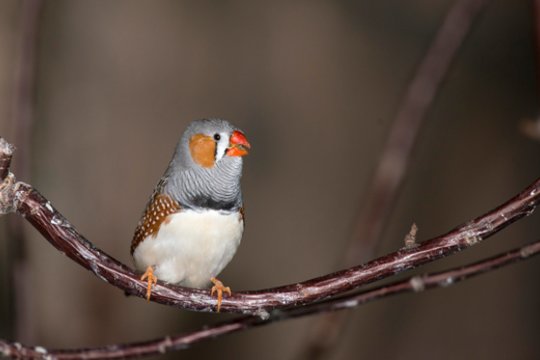 Kodėl paukščiai taip intensyviai gieda ryte? Mokslininkai skelbia turintys atsakymą