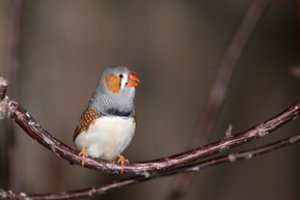 Kodėl paukščiai taip intensyviai gieda ryte? Mokslininkai skelbia turintys atsakymą
