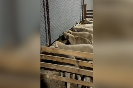 Atidumo testas: iš pirmo žvilgsnio sunku suprasti, kas ne taip