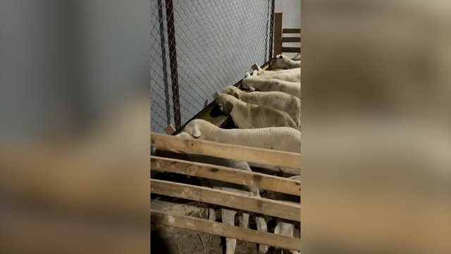 Atidumo testas: iš pirmo žvilgsnio sunku suprasti, kas ne taip