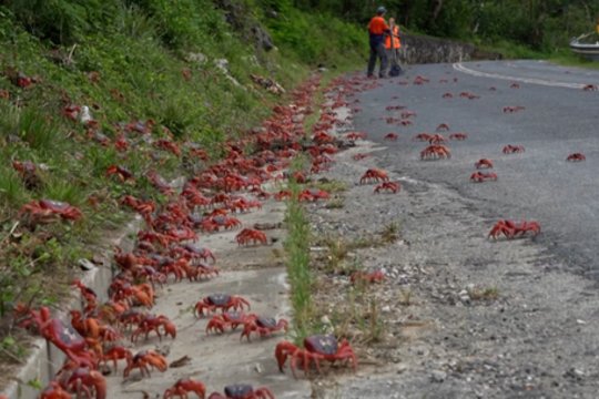 Kalėdų salos keliai nusidažė raudonai: milijonai krabų patraukė link vandenyno