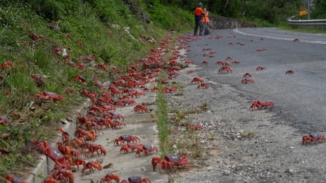 Kalėdų salos keliai nusidažė raudonai: milijonai krabų patraukė link vandenyno