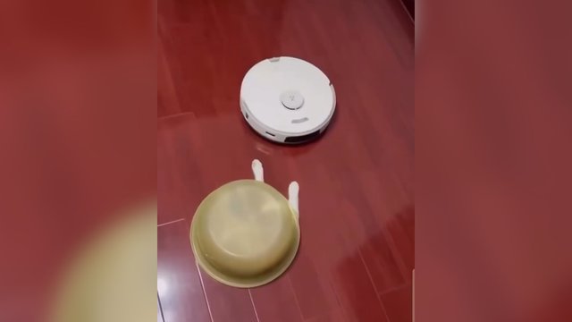 Tokios maskuotės dar nematėte: keturkojis rimtai nusiteikęs siučiupti priešininką