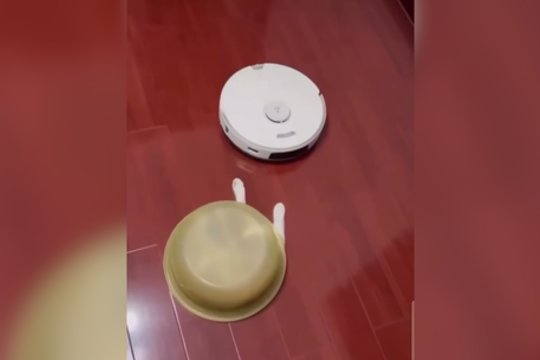 Tokios maskuotės dar nematėte: keturkojis rimtai nusiteikęs siučiupti priešininką