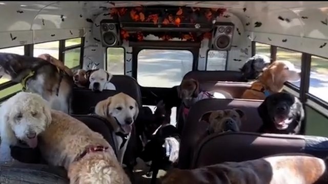 Šunų parkas – tik ištvermingiausiems: pamatykite, kaip pakito keturkojų elgesys