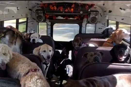 Šunų parkas – tik ištvermingiausiems: pamatykite, kaip pakito keturkojų elgesys