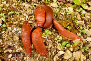 Sraigės išnyks be pėdsakų: jei tai atliksite dar šį mėnesį – problema išspręsta