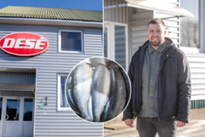 Žuvų perdirbimo įmonės vadovas atvirai apie pirkėjams nematomą verslo pusę ir kalbas apie ištirpdytus silkių kaulus: paslaptis paprasta