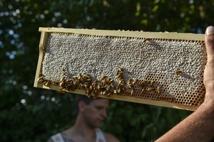 Pasakė, kada geriausia pirkti medų: laikas tą daryti gali būti ne mažiau svarbus negu vieta