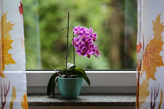 Nei brangu, nei sudėtinga: paprastas tirpalas, kuris per 12 dienų prikelia orchidėjas antram gyvenimui