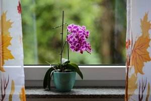 Nei brangu, nei sudėtinga: paprastas tirpalas, kuris per 12 dienų prikelia orchidėjas antram gyvenimui