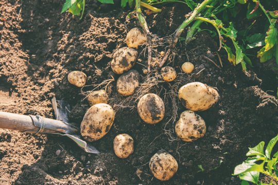 Pagaliau paaiškėjo, iš ko tiksliai kilo bulvės – atsakė genetikai