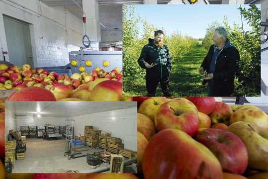 Šalna veikė kaip liežuvis: pernai priskynė 50 tonų obuolių, o šiemet – vos šešias