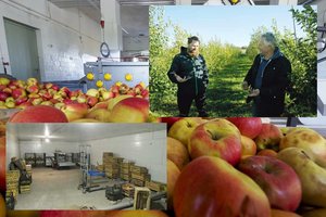 Šalna veikė kaip liežuvis: pernai priskynė 50 tonų obuolių, o šiemet – vos šešias