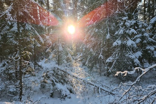 Gili, klestinti ir gyva: kaip sniegas palaiko nuostabią paslėptą gyvybę