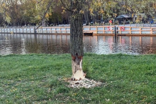 „Kai tik ruduo – ir vėl tas pats“: šluoja ir senus, ir jaunus medelius – žmonės nebežino, ko griebtis