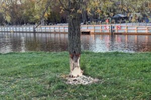 „Kai tik ruduo – ir vėl tas pats“: šluoja ir senus, ir jaunus medelius – žmonės nebežino, ko griebtis