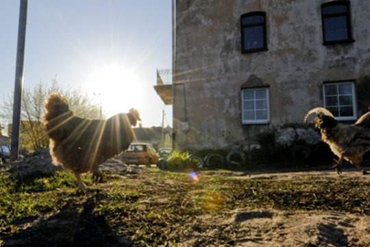 Vokietijoje sparčiai plinta paukščių gripas