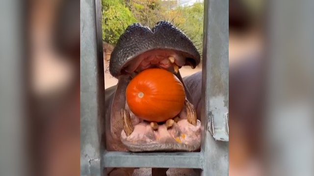 Štai kas lieka iš moliūgo, kai duodi jį begemotui: sukramtė lyg obuolius